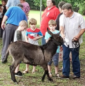 Jerusalem Donkey